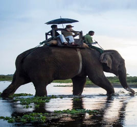 Taj Safaris